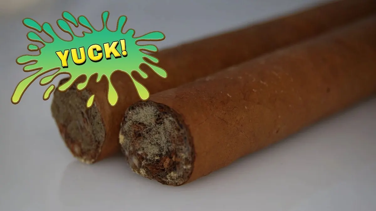 When “Plume” Is Really Mold – A Story That Happens Too Often
